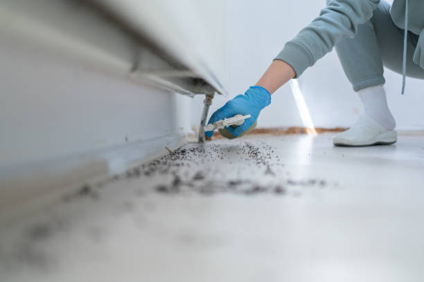 Best Local Pest Control Services  in Western Springs, IL